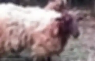 Brutal, Sambil Cekikikan Sekelompok Remaja Ini Tega Memukuli Domba Menggunakan Tongkat Kayu, Batu-bata, dan Merobek Tanduknya, Hakim: Kalian Patut Masuk Penjara