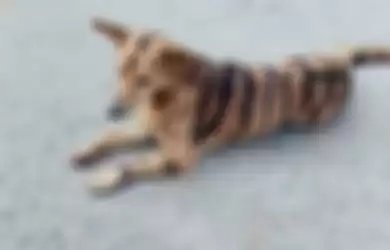 Anjing yang dilukis mirip harimau 