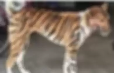 Anjing yang dilukis mirip harimau