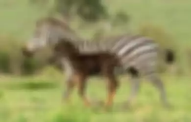 Bukan Garis-garis Belang, Zebra Ini Punya Motif Kulit yang Berbeda dan Langka, Gimana Tuh?