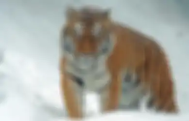 Skenario Terburuk Kebun Binatang Selama Pandemi Covid-19, Ada yang Korbankan Rusa Jadi Santapan Harimau