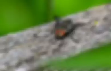 Tafsir Mimpi Membunuh Lalat, Pertanda Apakah Sebenarnya Ini?