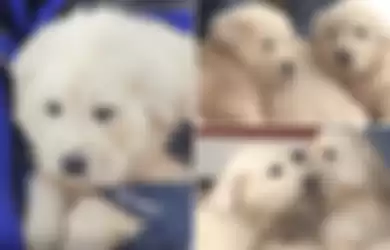 Tiga Anak Anjing Great Pyrenees Berhasil Diselamatkan dari Kedinginan