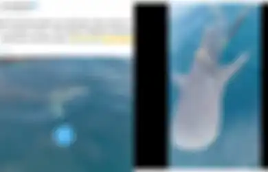 Video Nelayan Selamatkan Hiu Paus dari Lilitan Tali Jadi Viral, Begini Faktanya