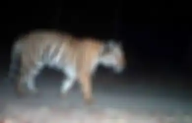 Lolos dari Serangan Harimau padahal Jaraknya Hanya 60 Cm, Inilah yang Diucapkan Katemin pada Harimau Itu