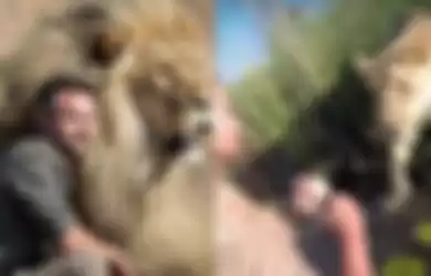 Video Pertemuan Singa dan Tuannya ini Bikin Haru Setelah 7 Tahun Berpisah, ini yang Dilakukan Sang Singa Saat Bertemu dengan Manusia yang 'Mengasuhnya'