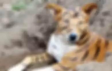 Seekor Petani Lakukan Tipu Muslihat, Warnai Anjing Peliharaannya Menjadi Harimau