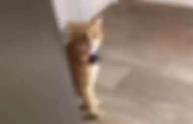 Gambino Bambino, kucing oren yang viral karena bisa say hi ke pemiliknya.