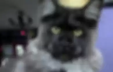 Peternak Kucing Membiakkan Kucing Ras Maine Coons yang Wajahnya Mirip Manusia