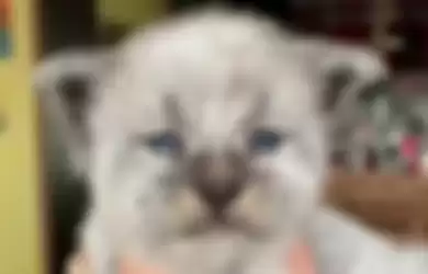 Peternak Kucing Membiakkan Kucing Ras Maine Coons yang Wajahnya Mirip Manusia