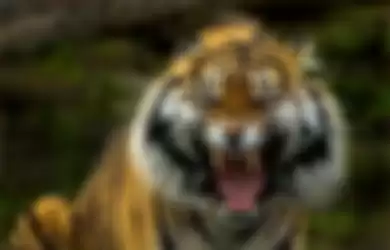 Dimangsa Harimau, Jenazah Petani Kopi Tersisa Tinggal Tulang Belulang dan Sepotong Kaki (ilustrasi)