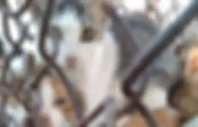Kasus Kucing Direbus Hidup-hidup Semakin Meningkat: Awas, Ini Efek Mematikan Jika Kita Konsumsi Daging Kucing