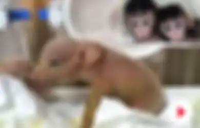 Pertama di Dunia, Hibrida Monyet-Babi Diciptakan di Laboratorium Genetika China, Ilmuwan Berusaha Membuatnya Sehat 