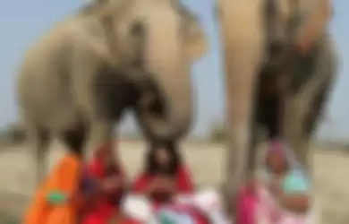 Lindungi Gajah dari Musim Dingin yang Ekstrem, Relawan Ini Buatkan Sweater Jumbo yang Modis untuk Hewan-hewan Itu