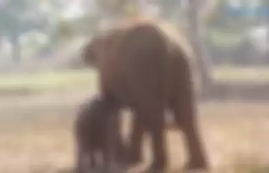 Demi Selamatkan Bayinya yang Terperangkap dalam Sumur, Gajah Ini Bersusah Payah Menggali Hingga 11 Jam