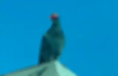 Necis! Merpati Kecil Ini Mengenakan Topi Koboi ke Mana-mana, Siapakah Ia Sebenarnya? Hingga Dicari-cari dan Berusaha Dilacak Orang 