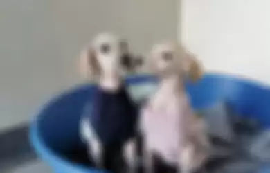 Dua Ekor Anjing dan Ibunya Ditemukan di Pinggir Jalan, akan Dibuatkan Pakaian Khusus