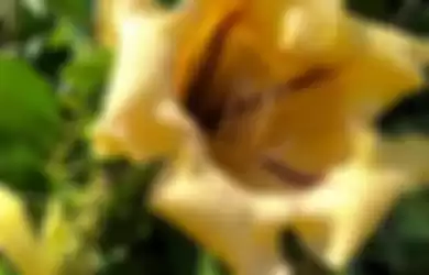Cangkir mas (Solandra grandiflora)