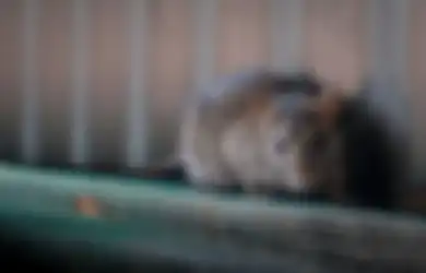 Kisah James, Pria Pemburu Tikus Rumah dan Kecoak, Bekerja Membantu Orang  pada ‘Saat Mereka Membutuhkan’, Tak Banyak Orang Iri dengan Pekerjaannya!