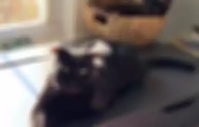 Kucing Hitam ini Miliki Bentuk Tubuh Tak Biasa, Telinganya Menurun