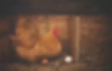 Tafsir Mimpi Menyembelih Ayam, Pertanda Apakah ini Sebenarnya?