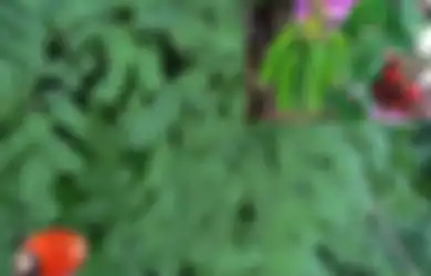 7 Manfaat Daun Saga untuk Mengobati Sakit Ringan, Digigit Serangga hingga Sakit Perut Bisa Gunakan Daun yang Satu Ini!