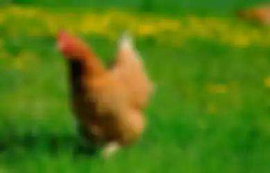 Ilustrasi ayam betina - Kesal dan Sembelih Ayam Peliharannya karena Tak Pernah Bertelur, Pemilik Malah Temukan Harta yang Laku Dijual Rp 4 M