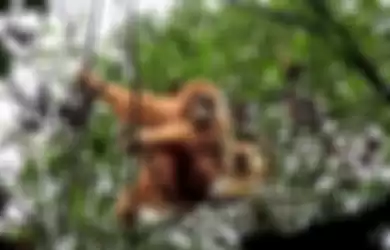Upaya Memperbaiki Populasi Orangutan Tapanuli, Satu Orangutan yang Membaik Sudah Dibebasliarkan