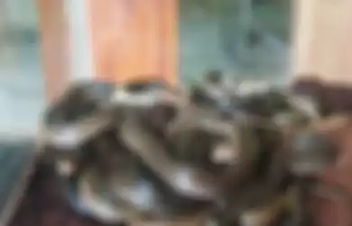 Penemuan ular kobra di karpet masjid di Sukoharjo, Jawa Tengah