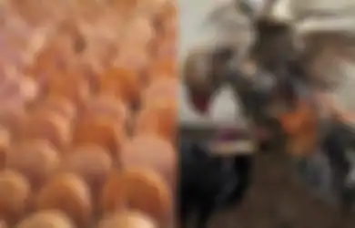 5 Manfaat Gula Merah untuk Ayam Aduan, Salah Satunya Cegah Angka Kematian pada Ayam