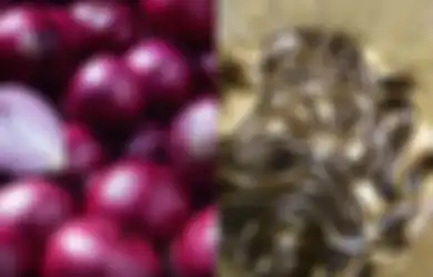 Viral Kabar Bawang Merah Ampuh Sembuhkan Gigitan Ular Kobra, Benarkah?