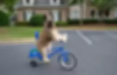 Punya Bakat yang Istimewa, Anjing Pintar Ini Bisa Kendarai Skuter dan Sepeda Sendirian Hingga Berhasil Pecahkan Rekor