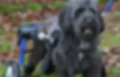 Anjing Lumpuh ini Dapat Bermain Kembali Setelah Mendapatkan Sepatu Roda Khusus