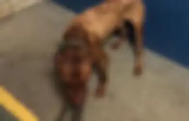 Pantas Polisi Geram Saat Menggerebek Praktik 'Sabung Anjing' Yang Diiklankan Online, Ditemukan Daging Anjing Panggang Untuk Penonton, Tidak Disangka, Salah Satu Pelakunya Adalah Orang Penting