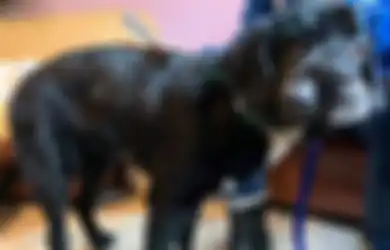Berwajah Miring, Anjing Ini Sedang Mencari Orang Tulus untuk Mengadopsinya