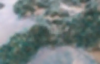 Jadi Buah Simalakama, Jutaan Kerang Hijau Terdampar di Pantai Karawang, Catat Ini Batas Jumlah Kerang Hijau yang Boleh Dikonsumsi Agar Tak Picu Kanker