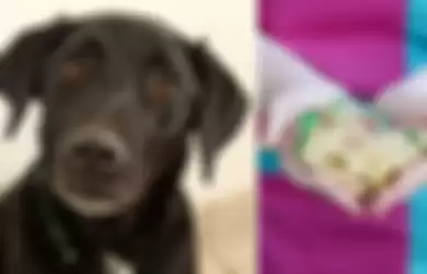 Hewan Peliharaan Kembali Makan Dekorasi Natal, Anjing Labrador Makan 34 Biskuit Jahe Beserta Pita yang Menjadi Hiasannya