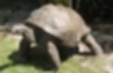 Ilustrasi kura-kura besar