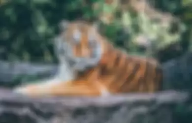 Ilustrasi harimau
