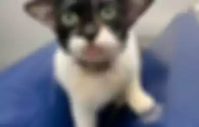 Kucing yang viral karena punya wajah mirip Baby Yoda.