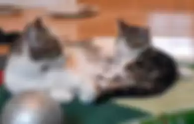 Setahun Menghilang, Kucing ini Alami Petualangan Seru Sebelum Kembali Pada Pemiliknya