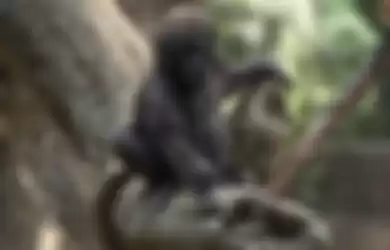 Gorila yang memiliki kelainan pigmen di jari, Anaka.