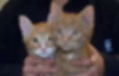 Dua Anak Kucing Ditemukan di Tempat Sampah, Salah Satunya Alami Patah Tulang Belakang