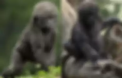 Lahir dengan Kondisi Pigmen Kulit yang Tak Biasa, Jari-jari Gorila Ini Kejutkan Orang-orang