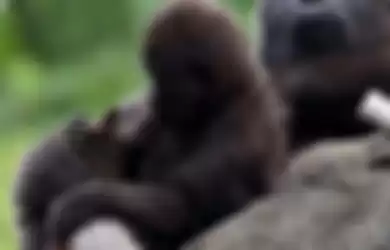Gorila yang memiliki kelainan pigmen di jari, Anaka.