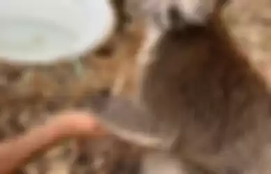 Momen Mengharukan, Koala Ini Pegang Tangan Manusia Saat Minum Air Ketika Kehausan