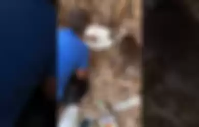 Momen Mengharukan, Koala Ini Pegang Tangan Manusia Saat Minum Air Ketika Kehausan