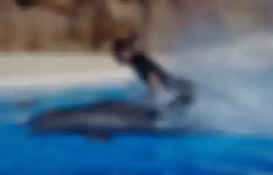 Ilustrasi menangkap lumba-lumba