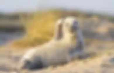 Lucunya Anjing Laut ini Mengangkat Siripnya, Menyapa Kamera Setelah Berkali-Kali Difoto dalam Jarak 10 Meter