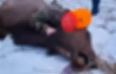 Anak Usia 8 Tahun Menjadi Pemburu Termuda di Michigan,  Menembak Rusa Seberat 300 Kg dari Jarak 182 Meter